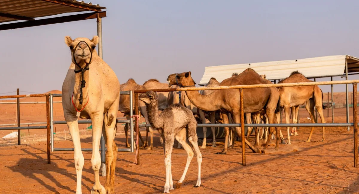 Abu Dhabi Outlines Four Requirements for Livestock Farm Tenants, Warning of Fines and Repossession