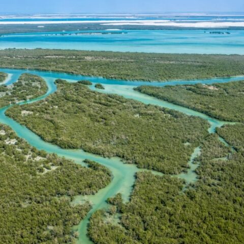 Environmental Permitting for protected mangrove habitats in Abu Dhabi